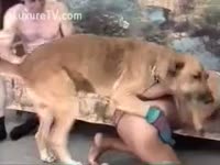 Dog Ready to Fuck His Owner&#039;s Ass